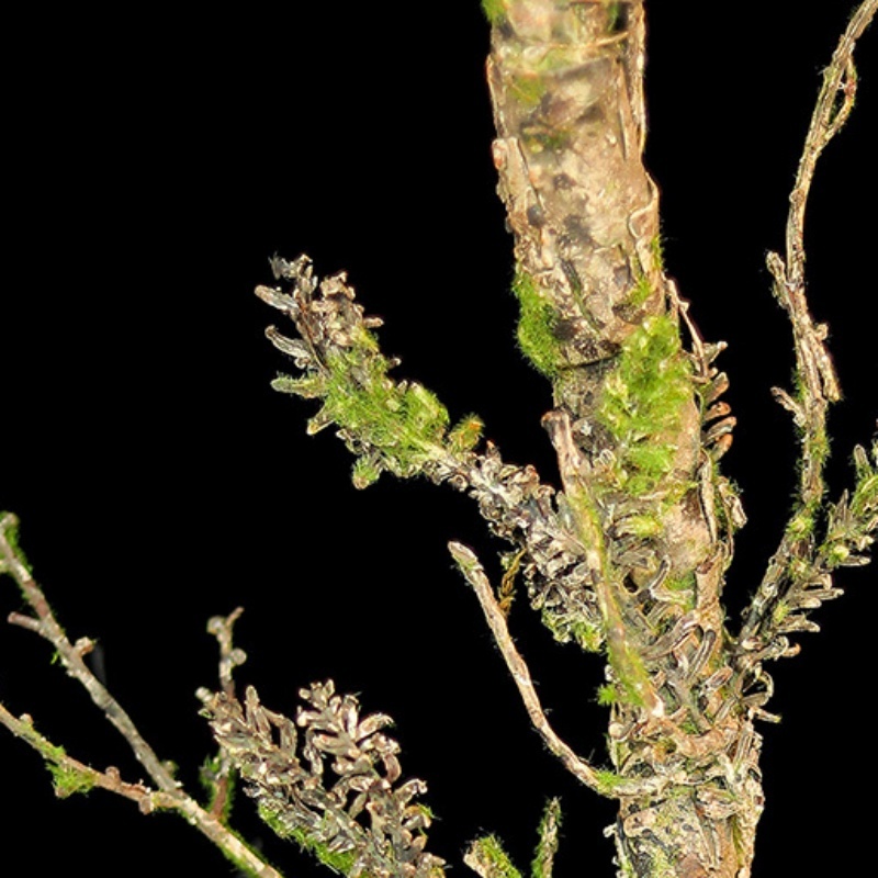Nouvelles vignes flétries mous - Christmas Tree Artificial avis et prix